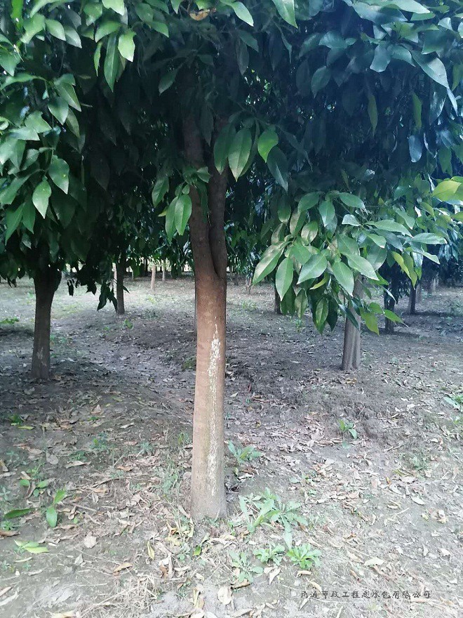 香橼树（直径约8至12厘米，约3000棵）
